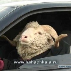 Амандык баталов