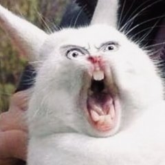 Crazy Rabbit