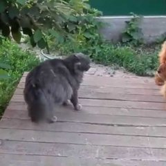 Дружбы не будет