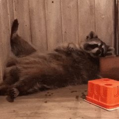 Енот и пятница