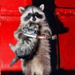Енот с ножом подставляет под шею котенка