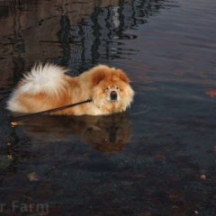 I Give YouTeddy The Wonder Chow Chow
