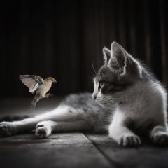 Кошка с птичкой