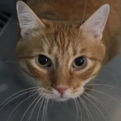 Кот Брайна