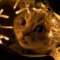 Кот и гирлянда
