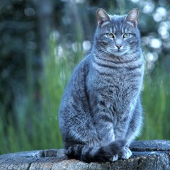 Кот просто кот