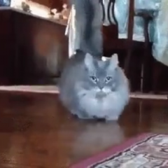 Кот