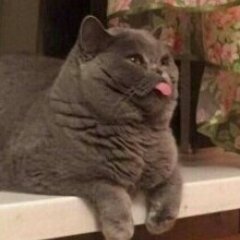 Котэ