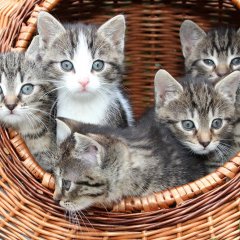 Котировка из корзины