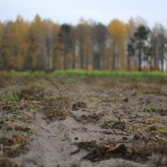 Лесная грязь