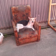 Пёс собака