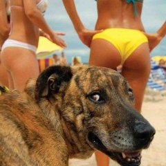 Пёсик и девушки