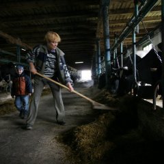 Работа в коровнике
