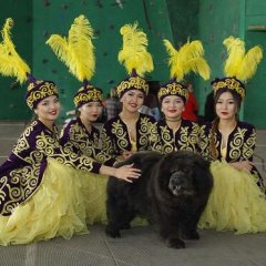Сегодня выставка собак Модный показ