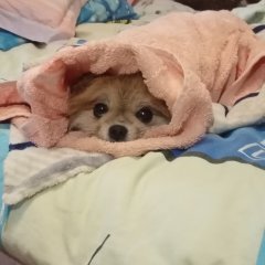 Собака шаурма