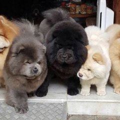 They Can Be Different Color