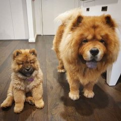 We may call the puppies Chow Chows however