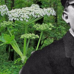 Борщевик и Ленин