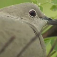 Дорогая мы убиваем детей птичка