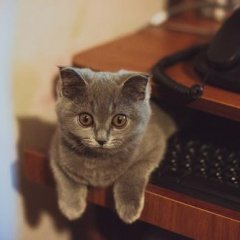 Компьютерный кот
