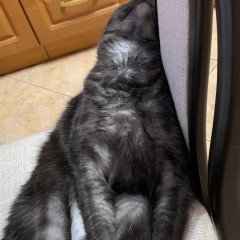 Кот