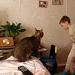 Сима фас