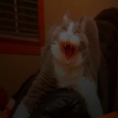 Скример котятки