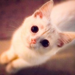 Тупой кот