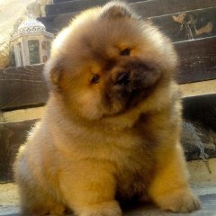 Chow chows are not usually social outgoing dogs