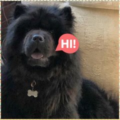 Chow chows may become nuisance barkers if their alarm barking is