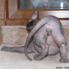 Котофен