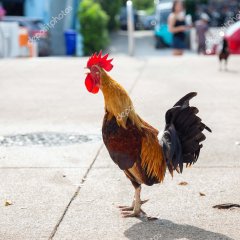 Петух из Большого Сити