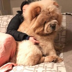 They adore hugs with you