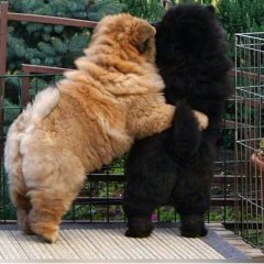 They are very friendly