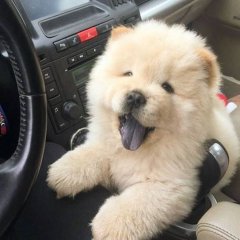 They Will Go With You On Any Trip