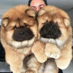 Two dogs better than one