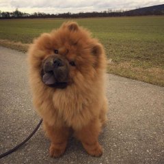 Walks on fresh air will help you