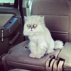 Я видел некоторое дерьмо