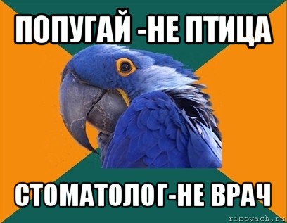 попугай -не птица стоматолог-не врач, Мем Попугай параноик