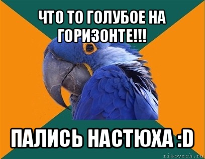 что то голубое на горизонте!!! пались настюха :d, Мем Попугай параноик