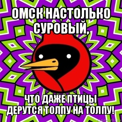 омск настолько суровый, что даже птицы дерутся толпу на толпу!, Мем Омская птица