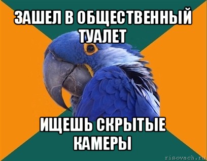 зашел в общественный туалет ищешь скрытые камеры, Мем Попугай параноик