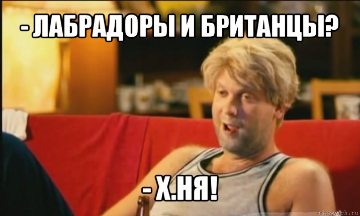 - лабрадоры и британцы? - х.ня!