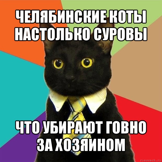 челябинские коты настолько суровы что убирают говно за хозяином, Мем  Кошечка