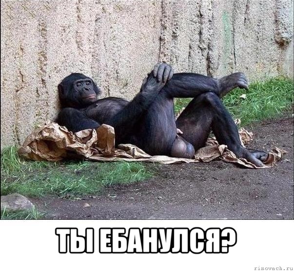  ты ебанулся?