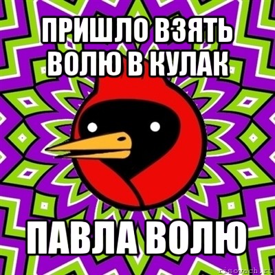 пришло взять волю в кулак павла волю, Мем Омская птица