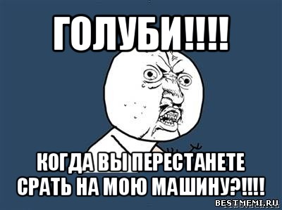 голуби!!! когда вы перестанете срать на мою машину?!!!, Мем Ну почему