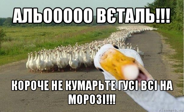 альооооо вєталь!!! короче не кумарьте гусі всі на морозі!!!, Мем гуси