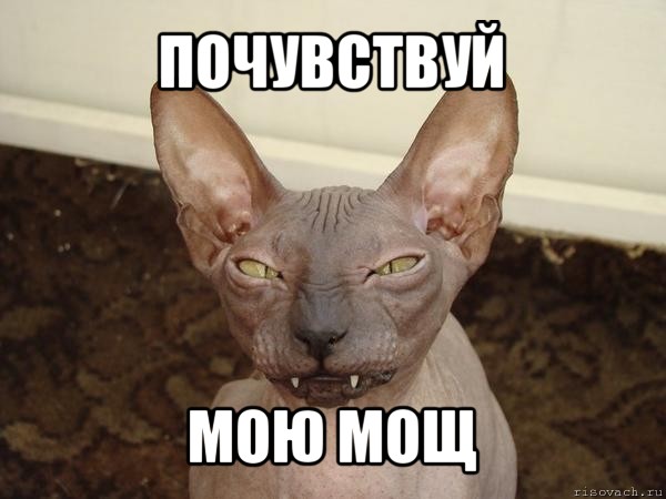 почувствуй мою мощ, Мем  Злой котик