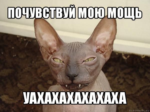 почувствуй мою мощь уахахахахахаха, Мем  Злой котик